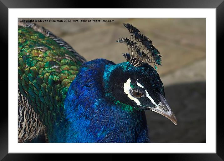 Pretty Peacock Framed Mounted Print by Steven Plowman