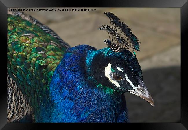Pretty Peacock Framed Print by Steven Plowman