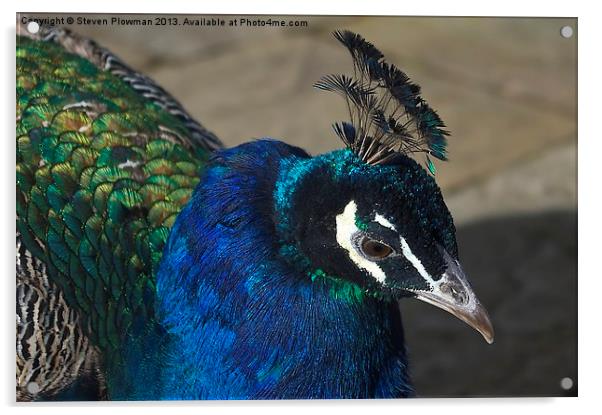 Pretty Peacock Acrylic by Steven Plowman