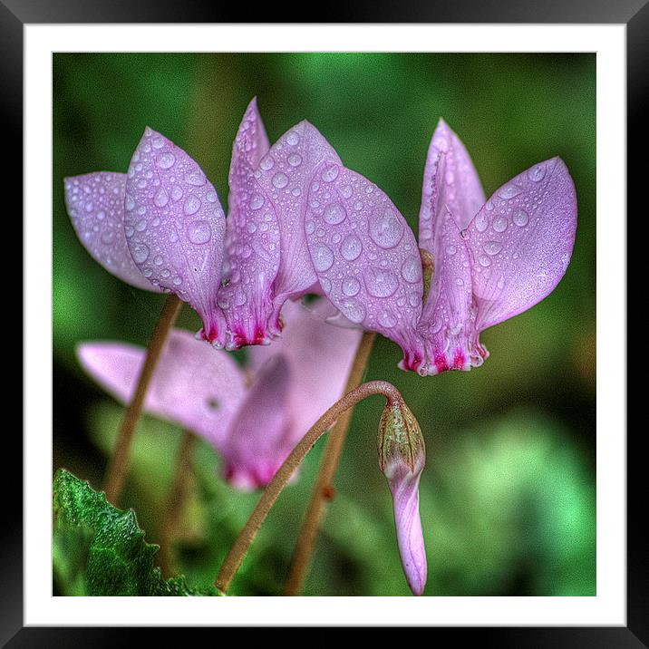 Pink Cyclamen Framed Mounted Print by Colin Metcalf