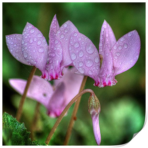 Pink Cyclamen Print by Colin Metcalf