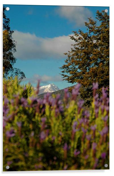 Mount Cook, New Zealand Acrylic by Mark Llewellyn