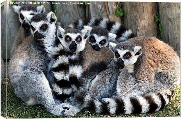 family of ringtail lemurs Canvas Print by Brett watson