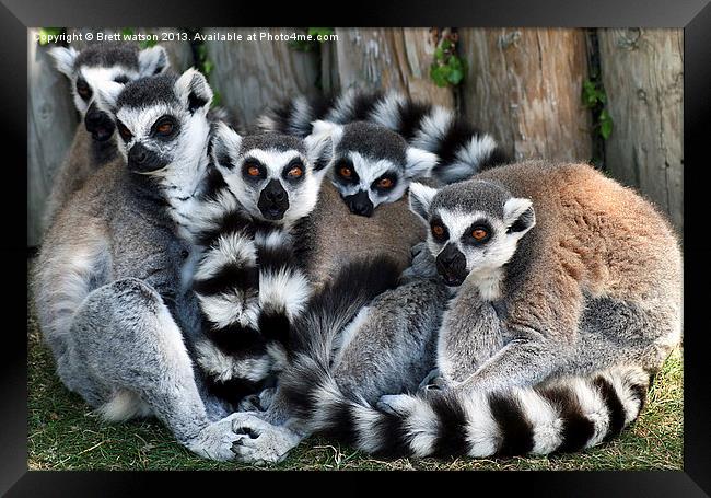 family of ringtail lemurs Framed Print by Brett watson