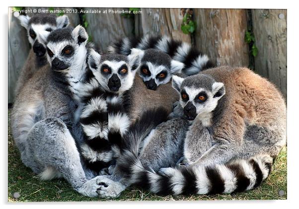 family of ringtail lemurs Acrylic by Brett watson