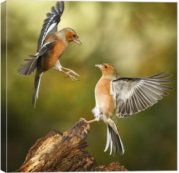 Squabbling chaffinches Canvas Print by Izzy Standbridge