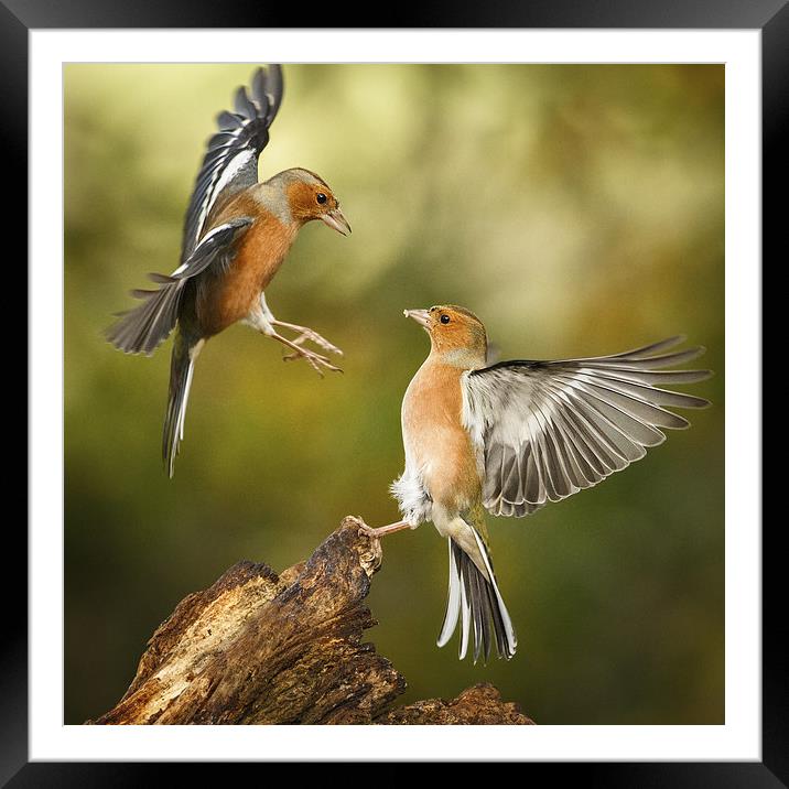 Squabbling chaffinches Framed Mounted Print by Izzy Standbridge