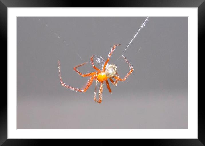 Orange Spider Framed Mounted Print by Les Morris