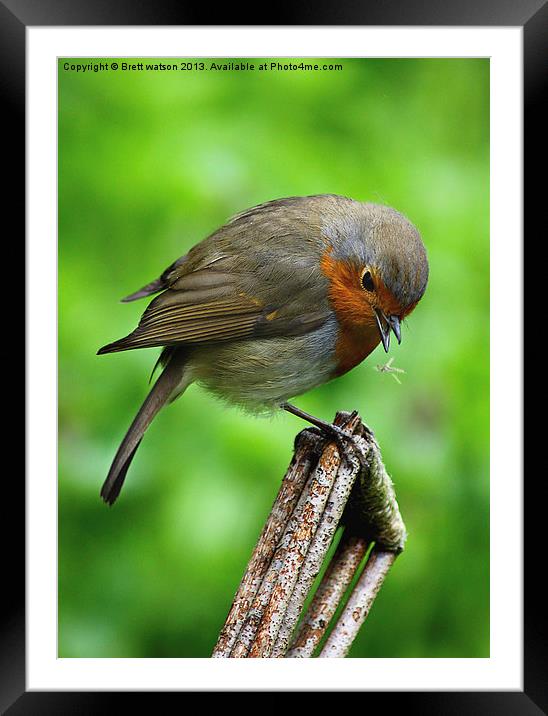 a robin redbreast just about to eat Framed Mounted Print by Brett watson
