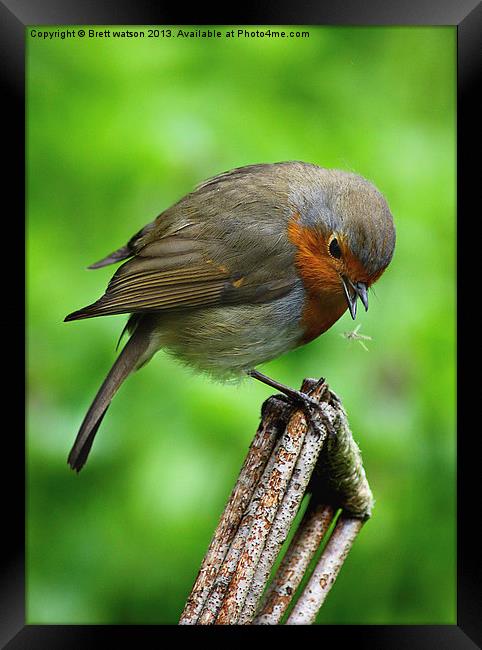 a robin redbreast just about to eat Framed Print by Brett watson