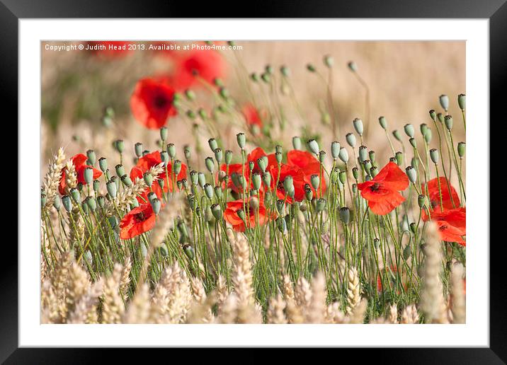 Corn Poppies 04 Framed Mounted Print by Judith Head