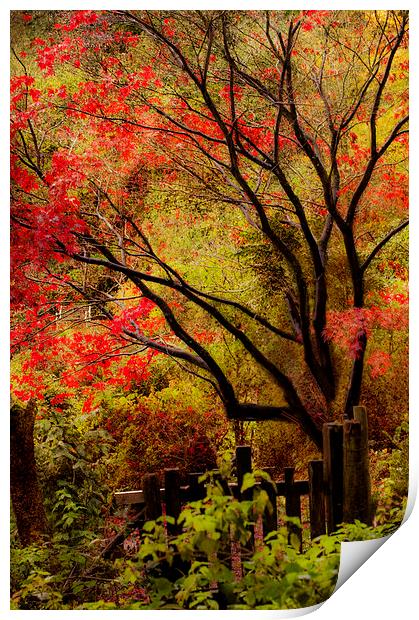 The last flames of Autumn Print by Dawn Cox
