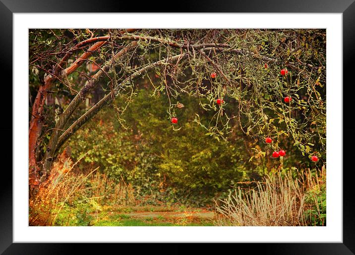 The Apple never falls far from the tree Framed Mounted Print by Dawn Cox