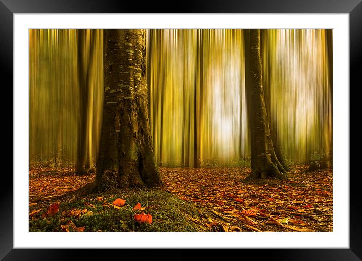 Autumn beech woods with blur Framed Mounted Print by Izzy Standbridge