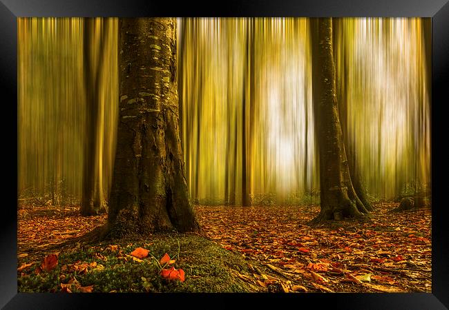 Autumn beech woods with blur Framed Print by Izzy Standbridge