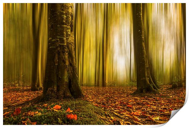 Autumn beech woods with blur Print by Izzy Standbridge