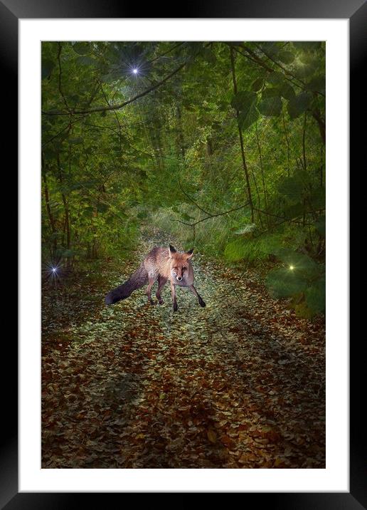 The Wacher in the woods. Framed Mounted Print by Heather Goodwin
