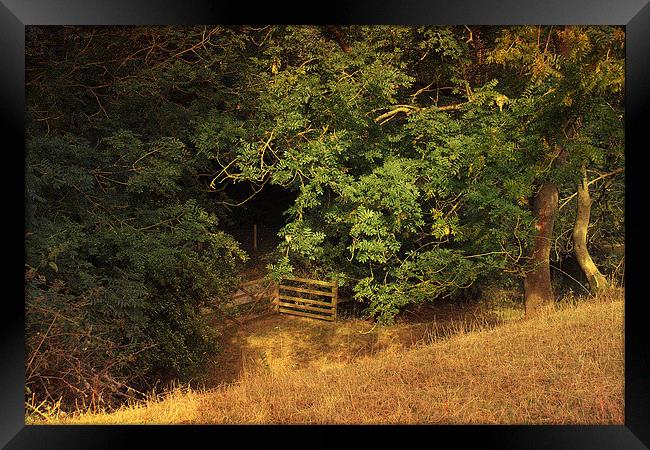 Hidden Meadow Framed Print by Julie Coe