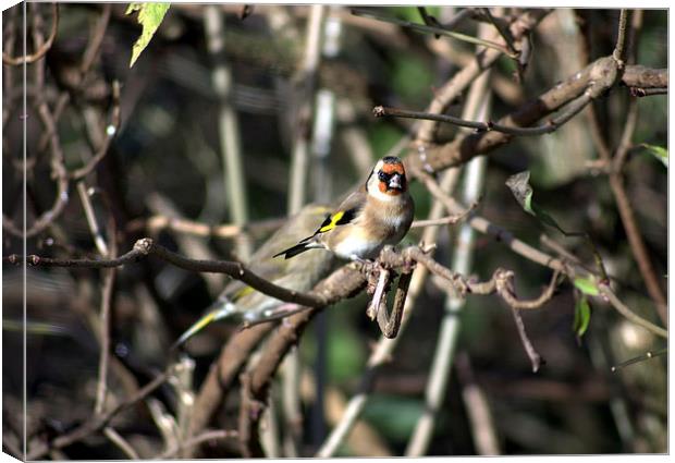 Goldfinch in the branches Canvas Print by leonard alexander