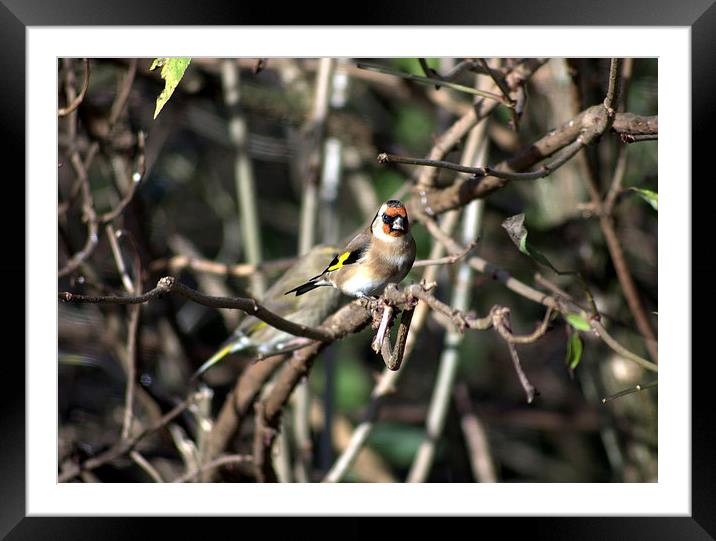 Goldfinch in the branches Framed Mounted Print by leonard alexander