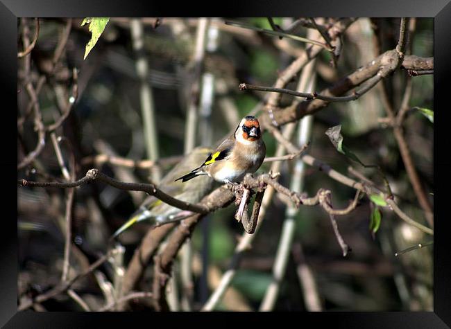 Goldfinch in the branches Framed Print by leonard alexander