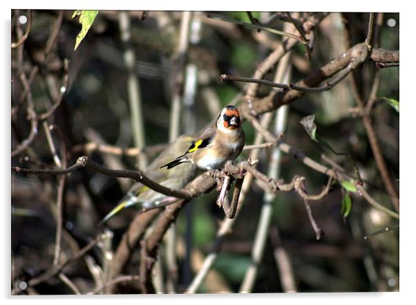 Goldfinch in the branches Acrylic by leonard alexander