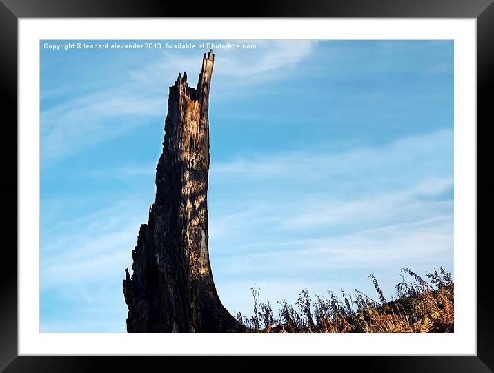 Thousand year old tree trunk Framed Mounted Print by leonard alexander