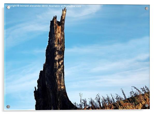Thousand year old tree trunk Acrylic by leonard alexander