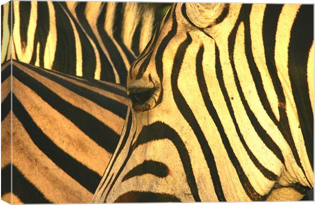 Zebra-eye Canvas Print by Brett Hagen