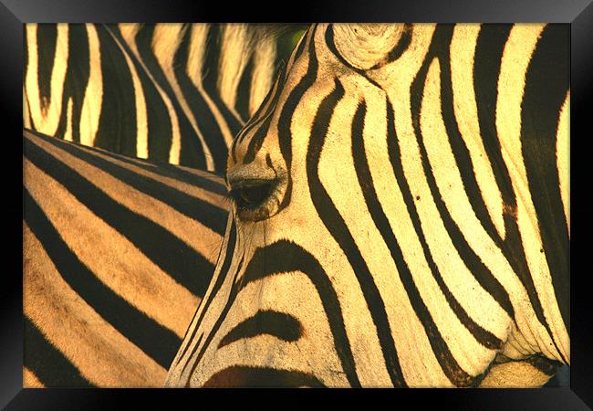 Zebra-eye Framed Print by Brett Hagen