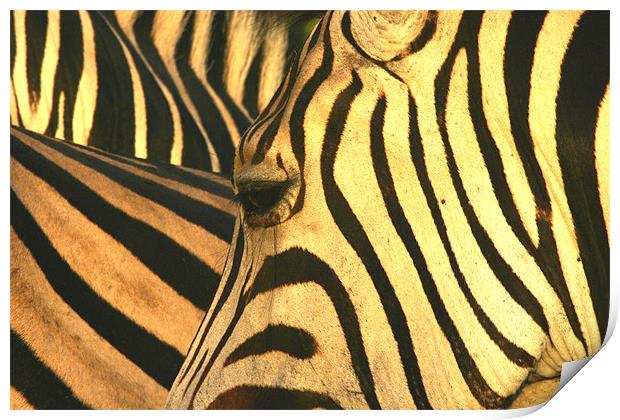 Zebra-eye Print by Brett Hagen