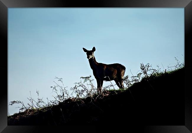 Fallow deer doe silhouette Framed Print by leonard alexander
