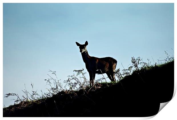 Fallow deer doe silhouette Print by leonard alexander