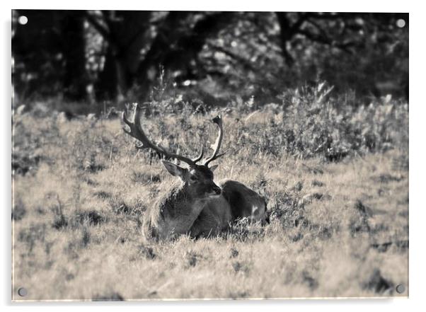Red Deer in sepia Acrylic by leonard alexander