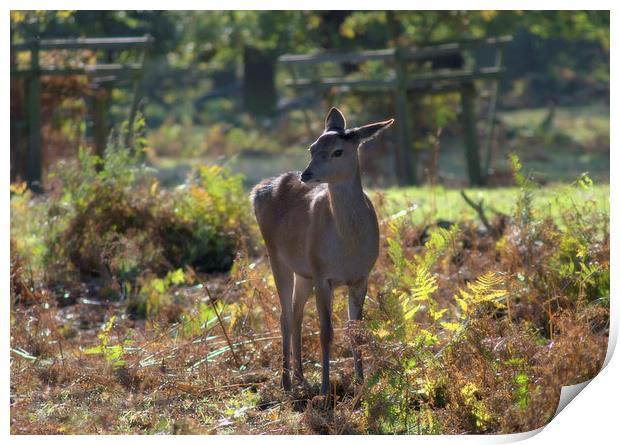 Red Deer Doe Print by leonard alexander