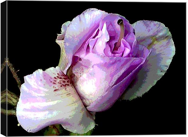 Close-Up Blossom Canvas Print by james balzano, jr.