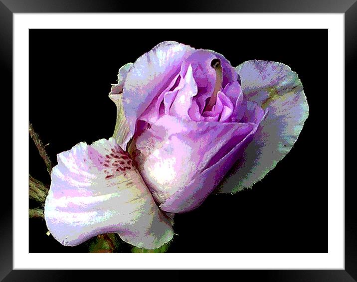 Close-Up Blossom Framed Mounted Print by james balzano, jr.