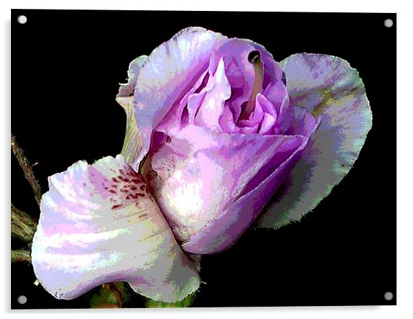 Close-Up Blossom Acrylic by james balzano, jr.