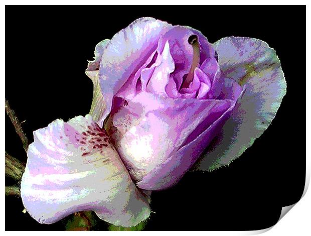 Close-Up Blossom Print by james balzano, jr.