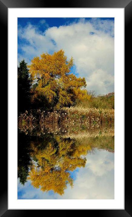 yellow reflection Framed Mounted Print by dale rys (LP)