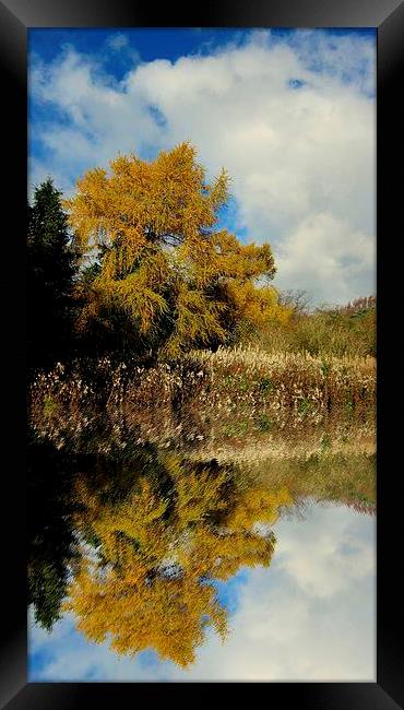 yellow reflection Framed Print by dale rys (LP)