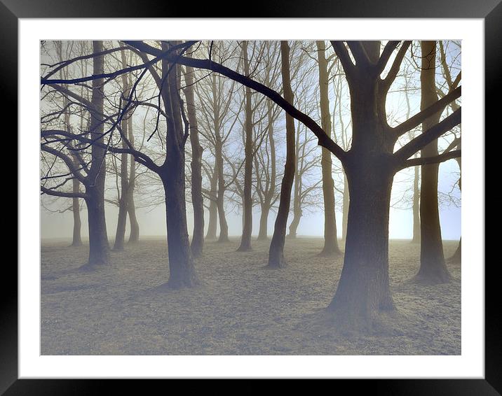 trees in the mist at knole park Framed Mounted Print by Brett watson