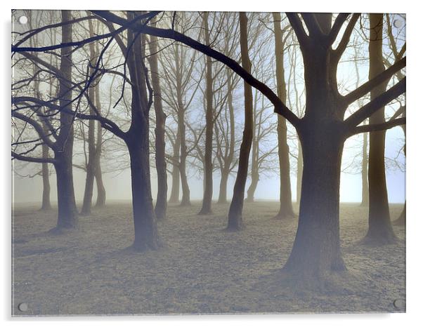 trees in the mist at knole park Acrylic by Brett watson