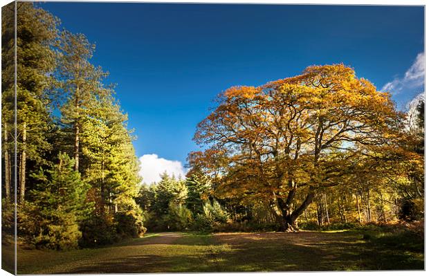 Autumnal colours in Bacton Wood Canvas Print by Stephen Mole