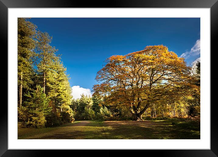 Autumnal colours in Bacton Wood Framed Mounted Print by Stephen Mole