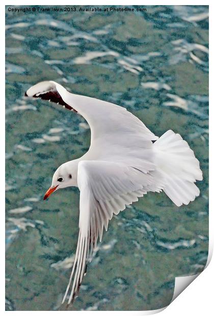 The Ring-billed Gull Print by Frank Irwin