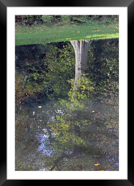 Reflected Tree Framed Mounted Print by Tony Murtagh