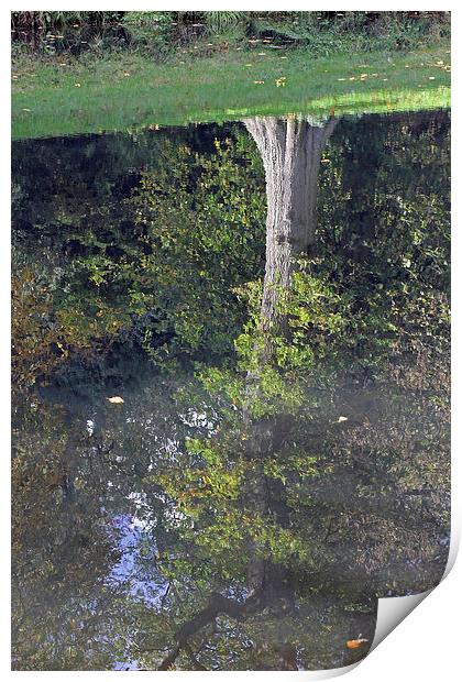 Reflected Tree Print by Tony Murtagh