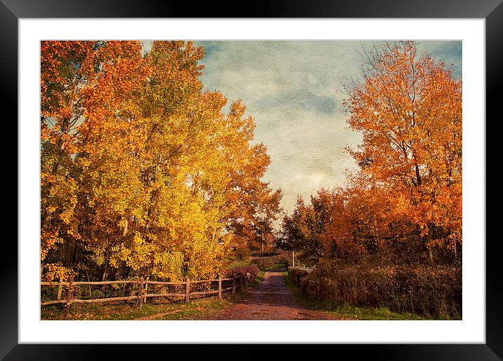 Autumnal  Vibrance Framed Mounted Print by Dawn Cox