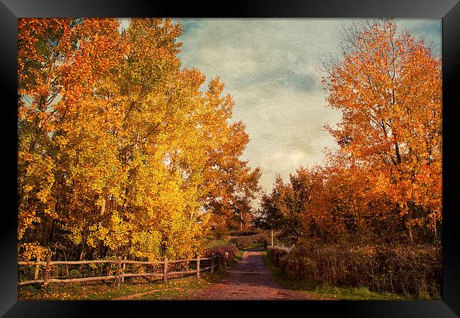 Autumnal  Vibrance Framed Print by Dawn Cox